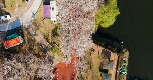 Blossom trees and colorful caravans by the lake