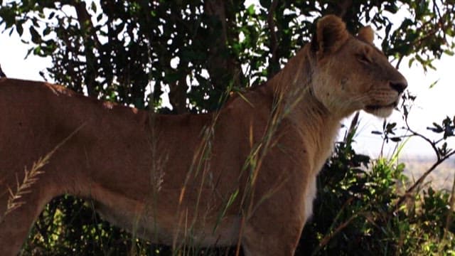 Lioness Roaming the Grassland