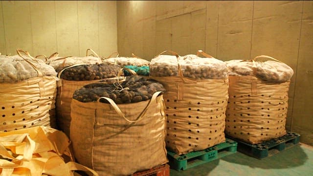 Large sacks of potatoes stored indoors in a warehouse