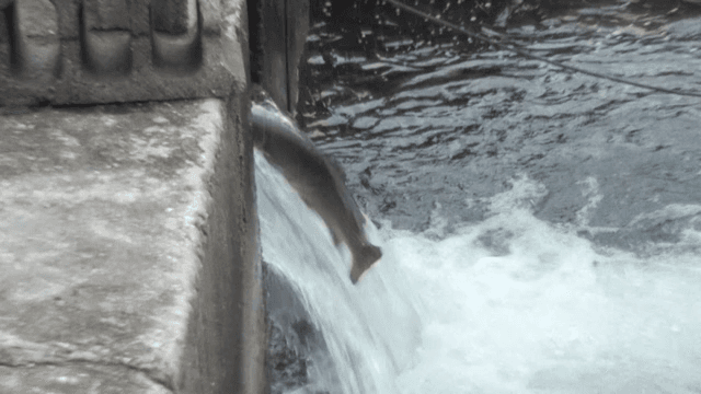 Fish trying to climb up the dam