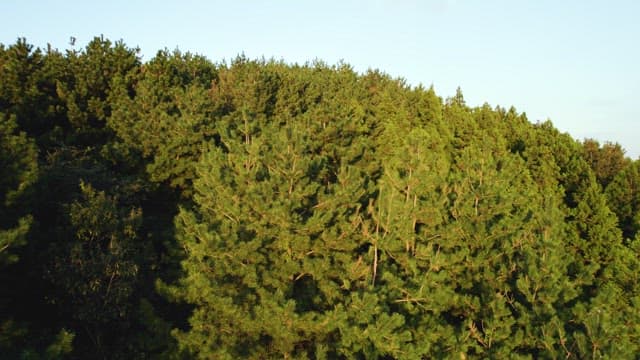Overhead View of Lush Forest and Distant Town