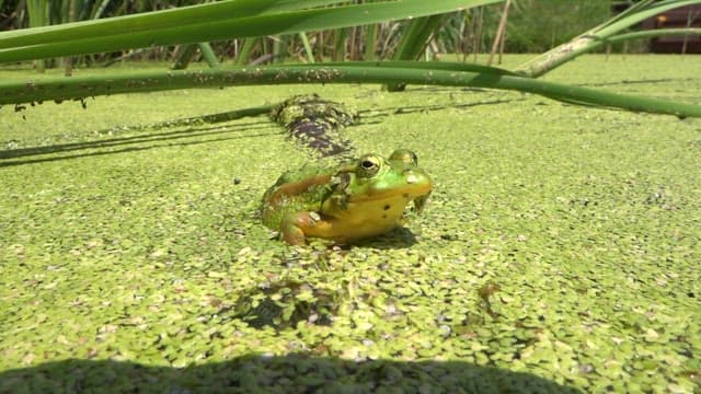 Green frog sitting on a pond covered with floating plants during a sunny day