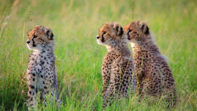 Three Cheetah Cubs Observing Their Surroundings