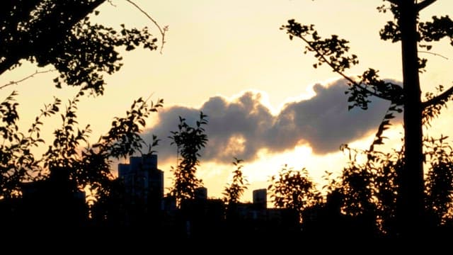 Sunset view over a city skyline through trees