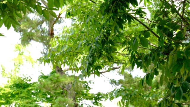 Lush green trees swaying gently in a sunny forest