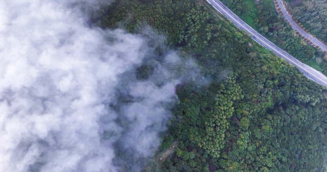 View of a forest with a highway