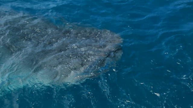 Whale Swimming Beneath Ocean Surface