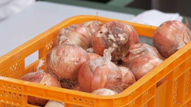 Fresh Onions in a Yellow Plastic Box