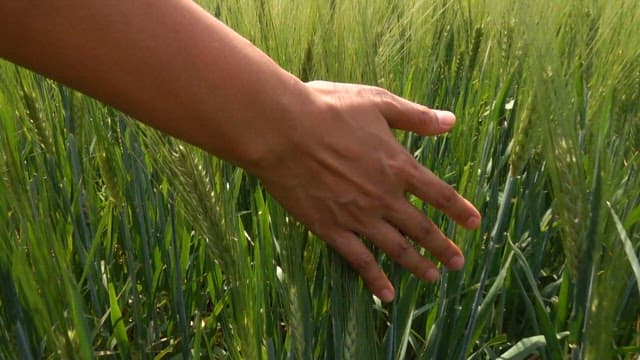 Hand passing through a fresh green barley field on a sunny day
