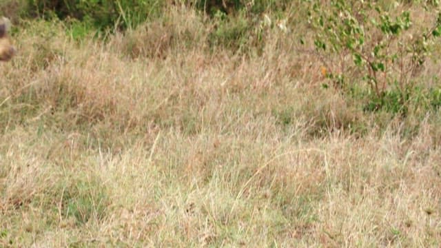 Hyena wandering through the grasslands