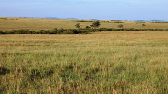 Serene Savannah under a Clear Sky