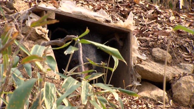Bear Emerging from Forest Den