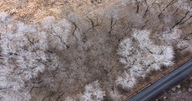 Snow-covered desolate forest full of leafless winter bare trees