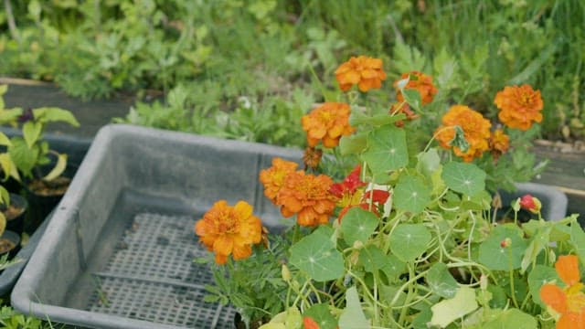 Flowers and Grass Planted in Plastic Flower Beds