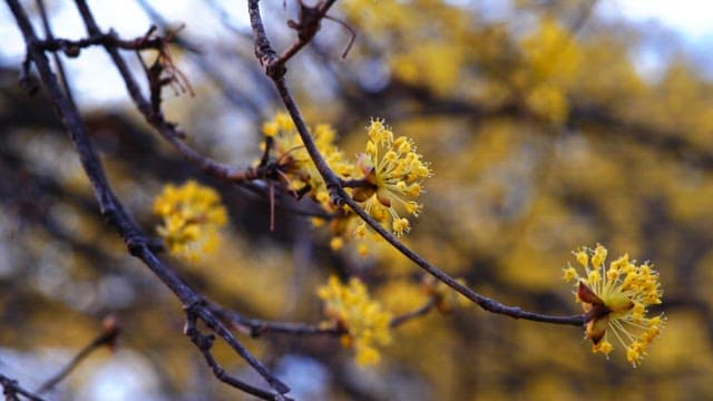 Yellow cornelian cherry flowers blooming on trees in spring