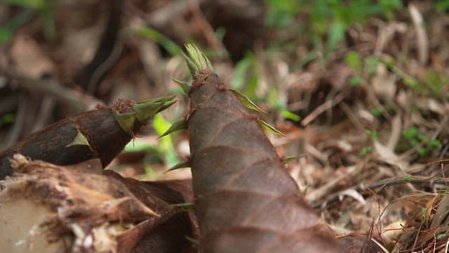 Cross section of a bamboo shoot cut between fallen leaves in the forest