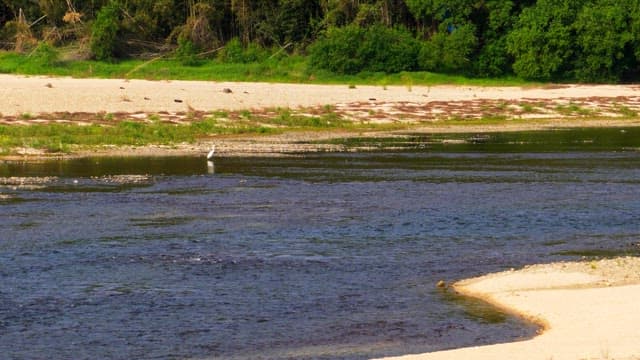 Tranquil river with a crane standing on shore, surrounded by lush greenery
