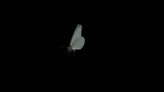 Graphic Effect of White Butterfly Gently Flapping its Wings in the Air