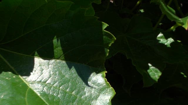 Statues Amidst Lush Green Foliage