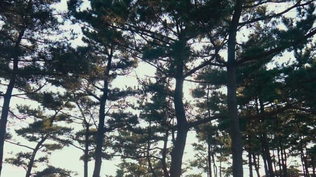 Sunlight filtering through a tranquil forest