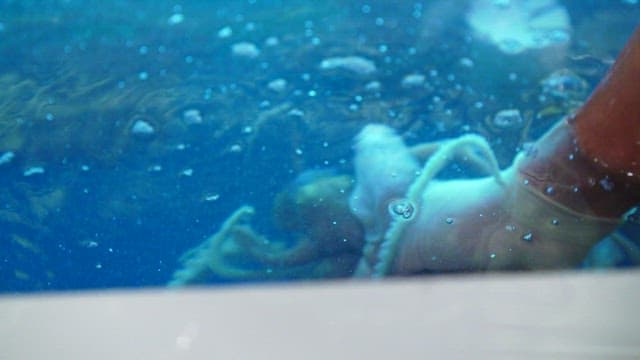 Lifting fresh octopus from the tank