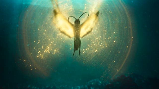 Butterfly Illuminating in the Darkness