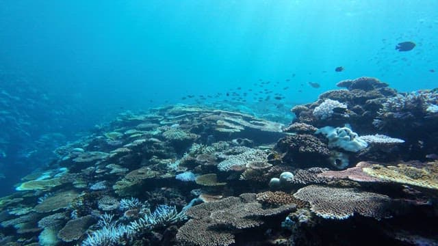 Vibrant coral reef teeming with fish