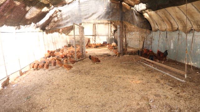 Poultry Farm with Many Chickens Roaming Around