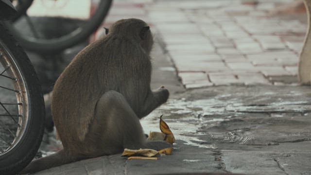 Monkey Sitting on a Pavement Eating a Banana
