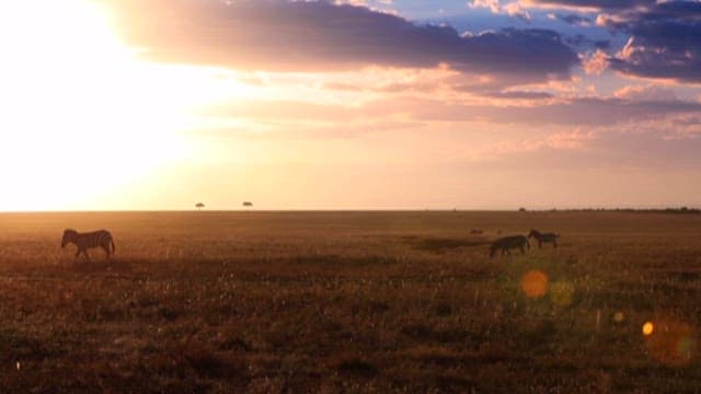 Zebras Grazing on a Vast Savannah at Sunset