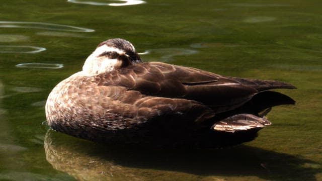 Duck resting and floating on calm water in sunny daylight