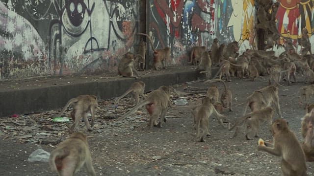 Monkeys Passing by a Wall with Graffiti