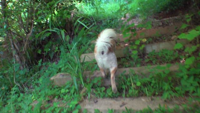 Dog climbing wooden stairs in a dense forest