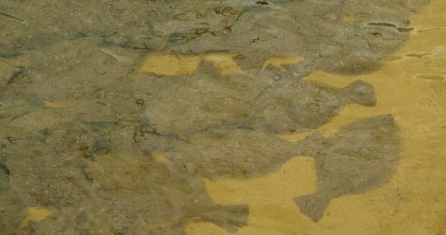 Faltfishes on the Bottom of the Fish Tank