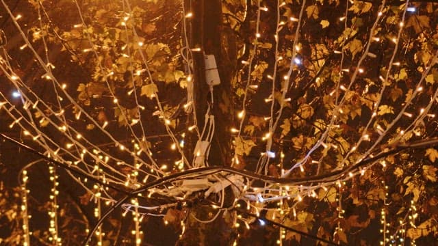 Tree wrapped with glowing lights on an autumn night
