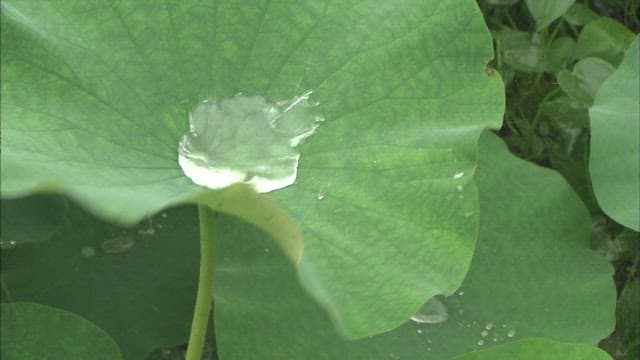 Water Droplets on Green Lotus Leaves