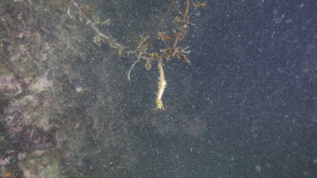 Underwater view of marine life and algae