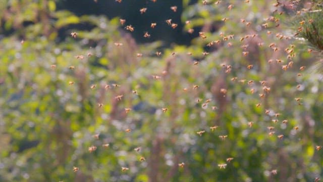 Swarm of Bees Flying Among Greenery