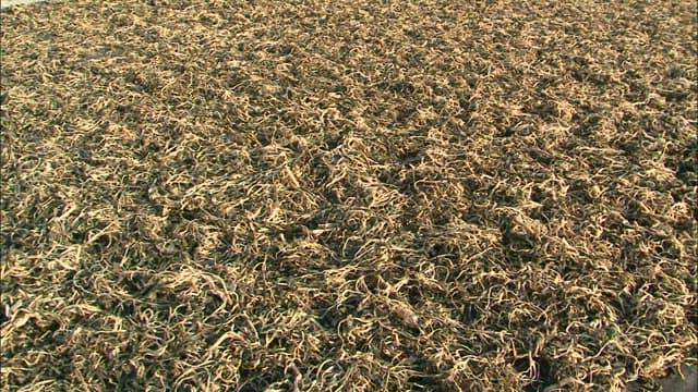 Farmers drying their harvested crops