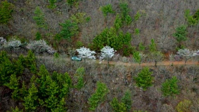 Aerial View of Car Driving through a Forest