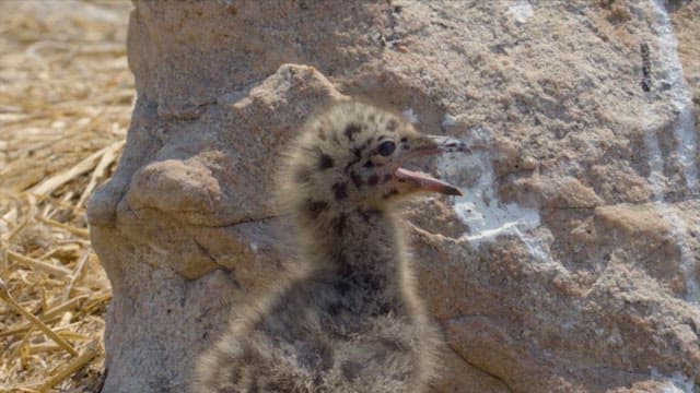 Baby seagull chirping in front of a rock in the wild