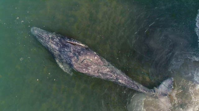 Whale Tied to a Boat and Submerged in the Sea
