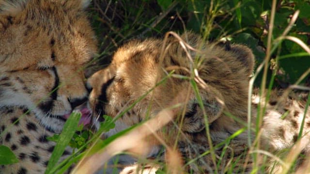 Cheetah Cub Grooming in the Grass