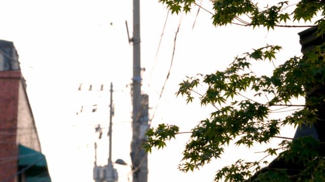 Tree with telephone pole in the background