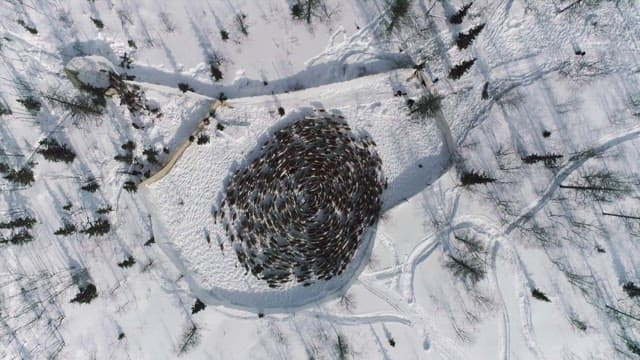 Reindeer Herding in a Snowy Forest