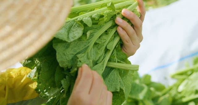 Farmer Checking Freshly Harvested Green Gat