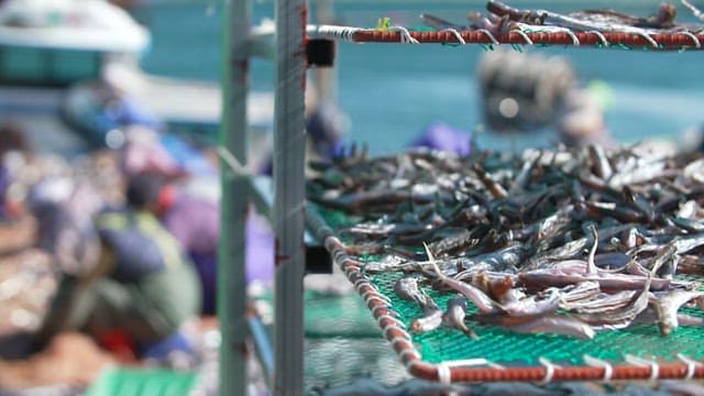 Fishers sorting out the catch on a sunny day near the dock