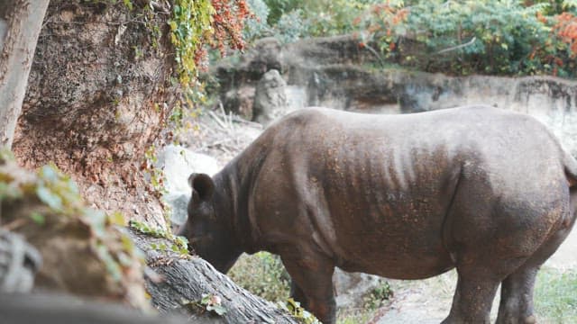 Rhinoceros in the zoo