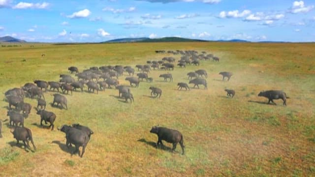 Aerial View of a Buffalo Herd on the Plains
