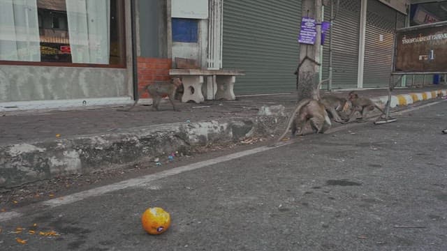 Monkeys Fighting for Feed